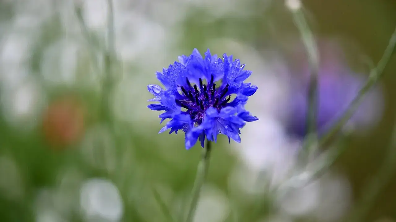 Fleur de bleuet, ornée de gouttes d'eau. Une beauté qui peut cacher un danger, comme l'eau de bleuet.