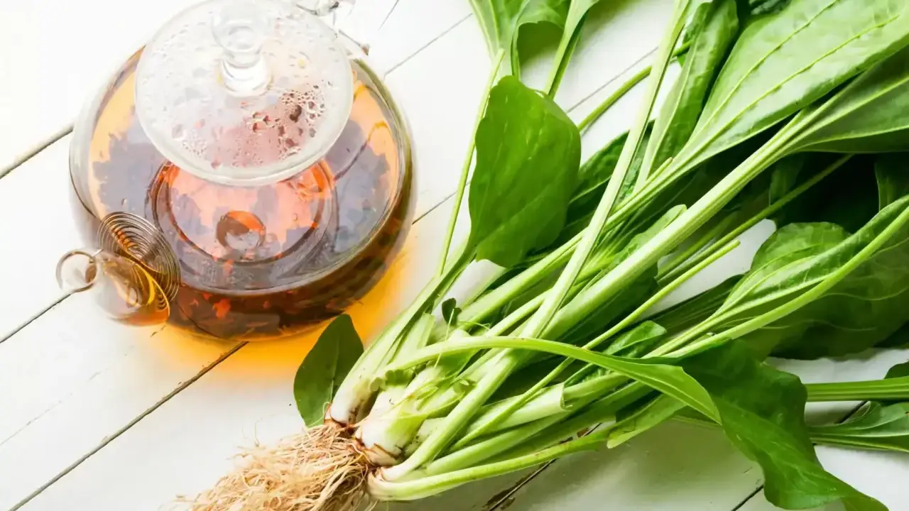 Thé infusé dans une théière en verre à côté de plantain frais, évoquant les bienfaits de cette plante.