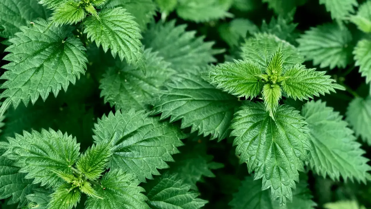 Feuilles d'ortie vertes et dentelées, évoquant les nombreux ortie bienfaits pour la santé.