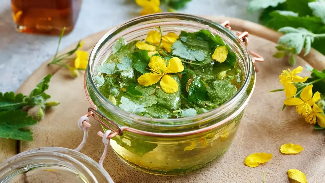 Un bocal rempli de chélidoine verrue, ses feuilles vertes et fleurs jaunes flottant dans un liquide doré. Une préparation naturelle pour prendre soin de sa peau.