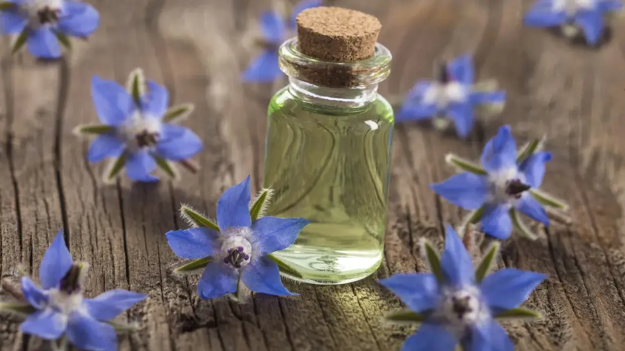 Flacon d'huile de bourrache, entouré de fleurs bleues sur fond de bois. Découvrez les bienfaits de l'huile de bourrache pour le visage.