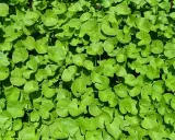 Un tapis dense de feuilles rondes et vertes de centella asiatica, baignées de soleil.