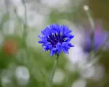 Fleur de bleuet, ornée de gouttes d'eau. Une beauté qui peut cacher un danger, comme l'eau de bleuet.