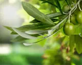 Branche d'olivier avec des olives vertes et une feuille d'olivier, baignée par la lumière du soleil.