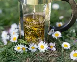 Infusion d'huile de paquerette dans une cafetière à piston, entourée de fleurs de pâquerettes sur l'herbe.