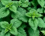 Feuilles d'ortie vertes et dentelées, évoquant les nombreux ortie bienfaits pour la santé.