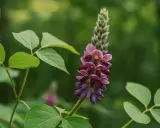 Fleur de kudzu aux teintes violettes et roses, évoquant ses nombreux kudzu bienfaits. Des feuilles vertes entourent la tige.