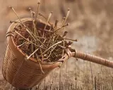Un panier en osier rempli de tiges sèches, vestiges d'une récolte de cerises. Chaque queue de cerise évoque la douceur de l'été.