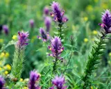 Fleurs d'astragale violettes et jaunes dans un champ verdoyant. L'astragale est connue pour ses nombreux bienfaits pour la santé.