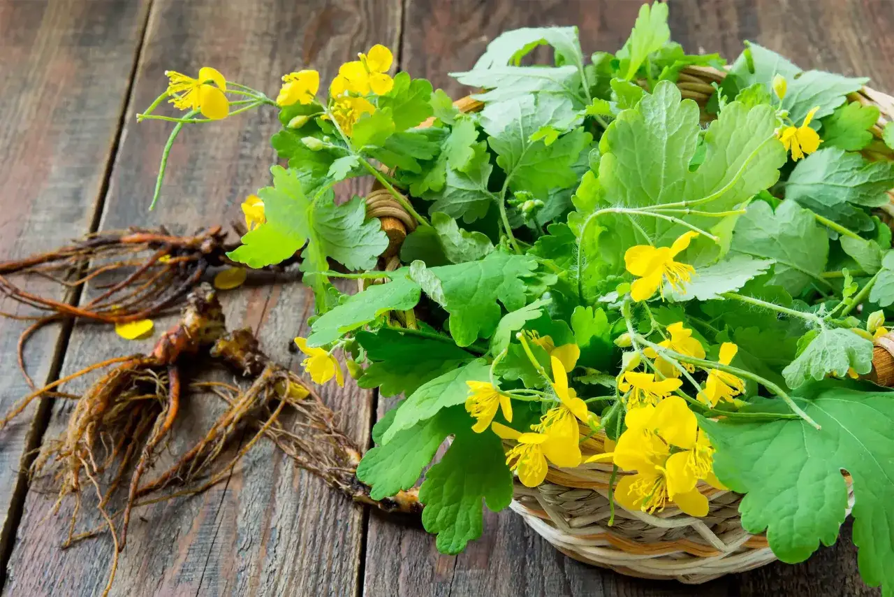Chélidoine verrue, plante médicinale aux fleurs jaunes vives, récoltée avec ses racines sur un fond de bois rustique.