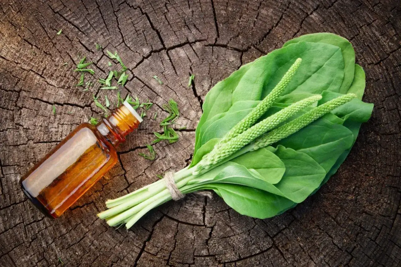 Une petite fiole d'huile ambrée à côté d'un bouquet de feuilles de plantain et de ses épis verts. Une illustration des plantain bienfaits.