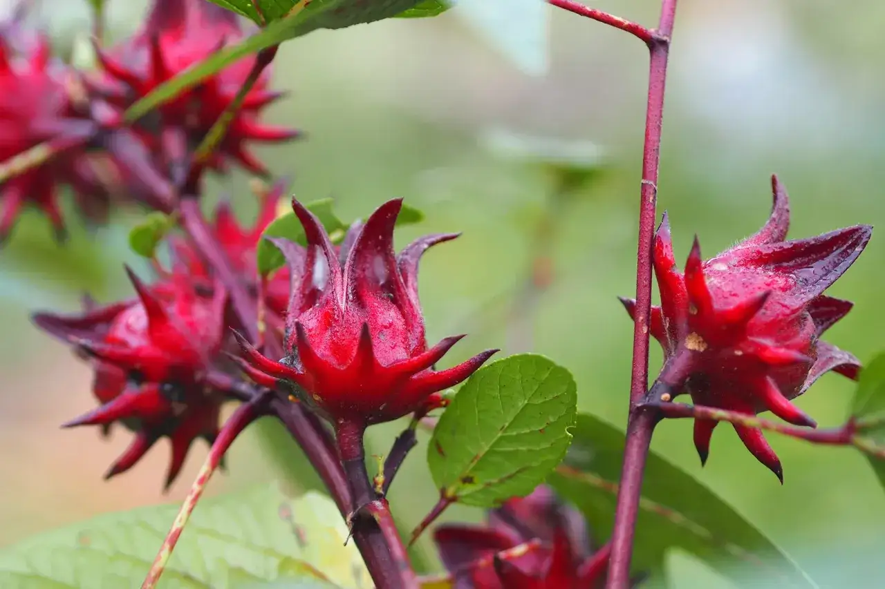 Fleurs d'hibiscus rouges, connues pour leurs propriétés de diurétique naturel, sur une tige pourpre.