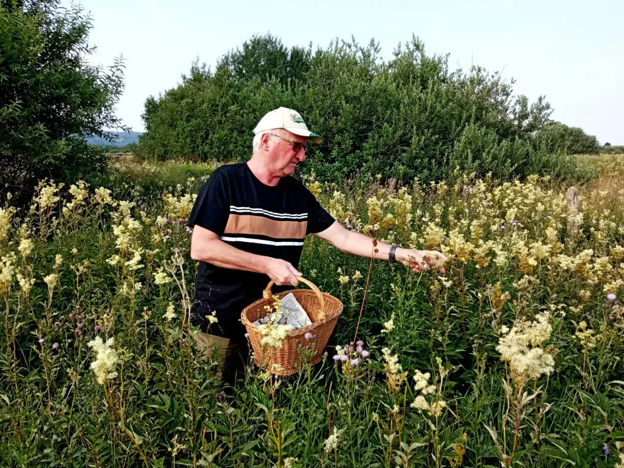 Un homme cueille la reine des prés dans un champ fleuri.