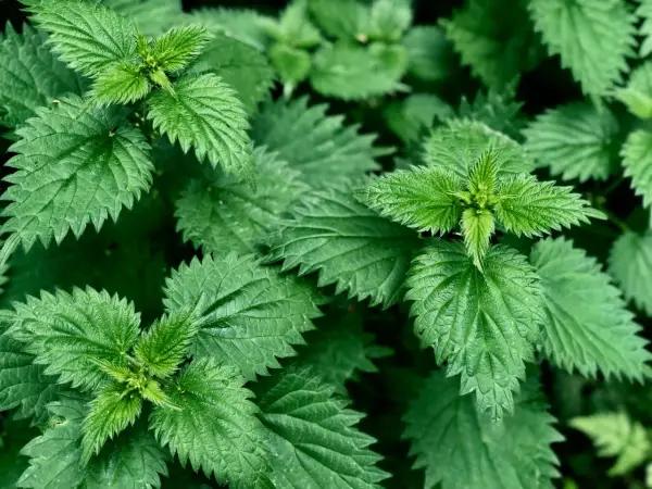 Feuilles d'ortie vertes et dentelées, évoquant les nombreux ortie bienfaits pour la santé.