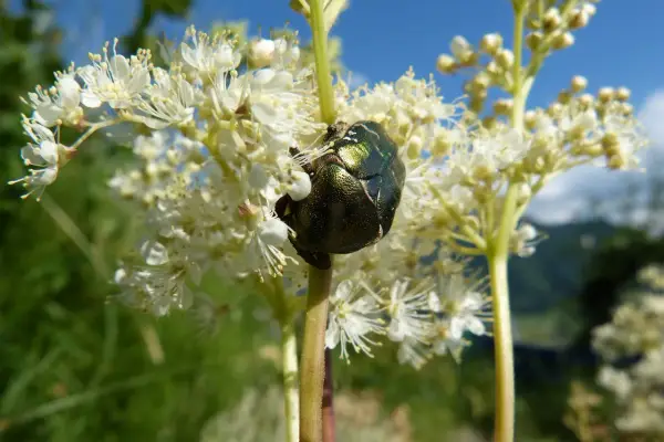 Un scarabée vert métallique se repose sur une fleur de reine des prés.